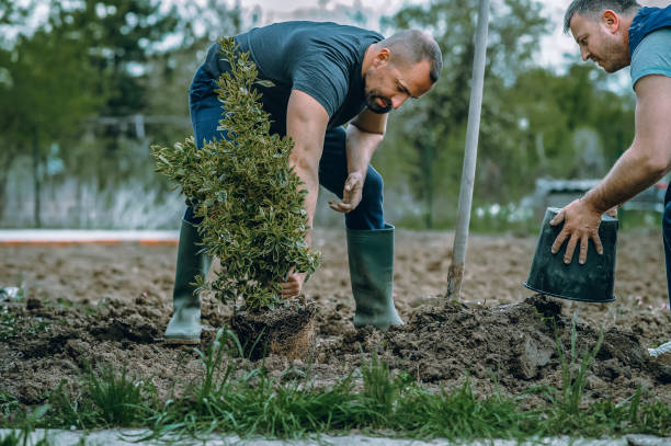 Best Storm Damage Tree Cleanup  in Kalispell, MT