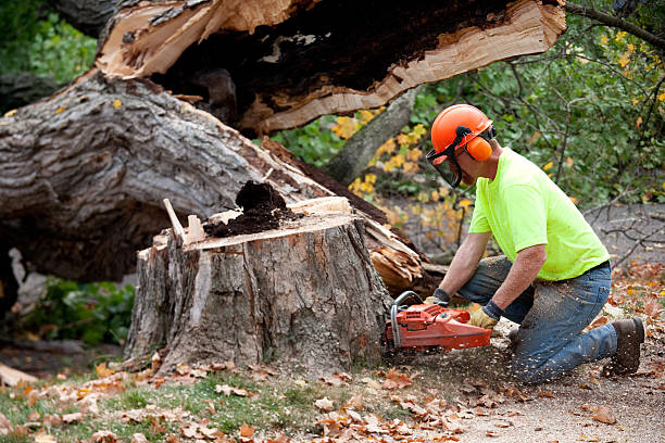 Best Commercial Tree Services  in Kalispell, MT